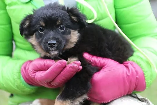 Axel, 12 tygodniowe PUCHATE MALEŃSTWO szuka domu!