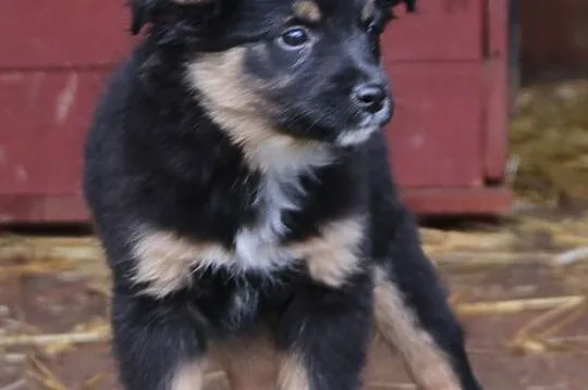 Axel, 12 tygodniowe PUCHATE MALEŃSTWO szuka domu!