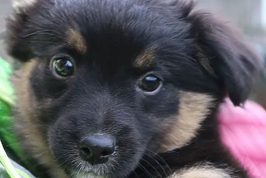 Axel, 12 tygodniowe PUCHATE MALEŃSTWO szuka domu!