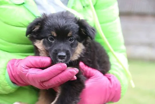 Axel, 12 tygodniowe PUCHATE MALEŃSTWO szuka domu!