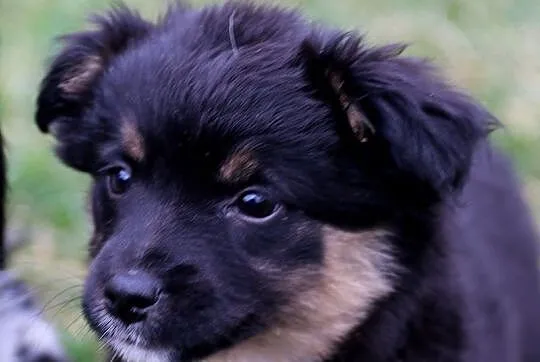 Axel, 12 tygodniowe PUCHATE MALEŃSTWO szuka domu!