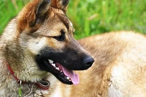 Heidi młoda, piękna sunia pilnie szuka domu!,  podkarpackie Przemyśl