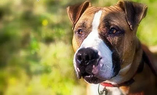 4 letni amstaff Milo czeka na dom, Amstaff cała P
