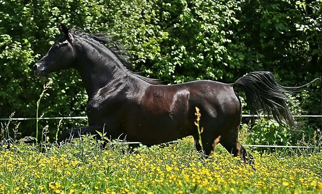 Kary ogier arabski Ekert (Pilot x Ekumena/Gazal Al Shaqab), ,