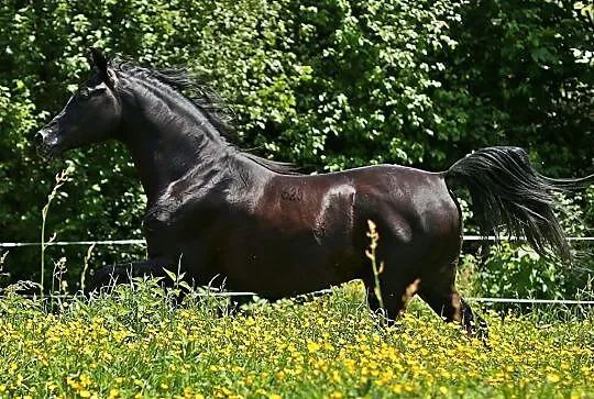 Kary ogier arabski Ekert (Pilot x Ekumena/Gazal Al Shaqab), , 