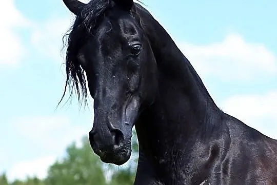 Kary ogier arabski Ekert (Pilot x Ekumena/Gazal Al Shaqab), , 