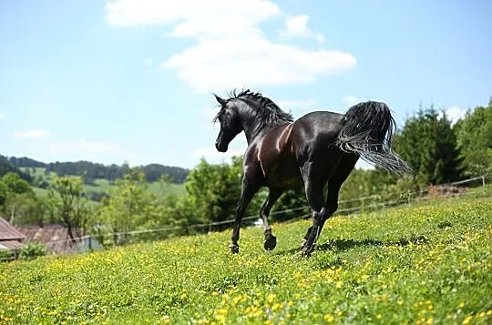 Kary ogier arabski Ekert (Pilot x Ekumena/Gazal Al Shaqab), , 