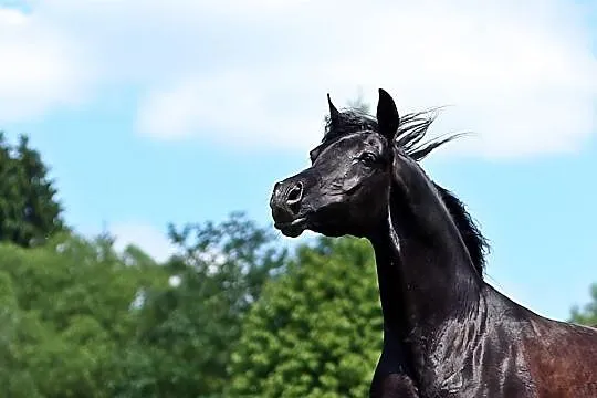 Kary ogier arabski Ekert (Pilot x Ekumena/Gazal Al Shaqab), , 