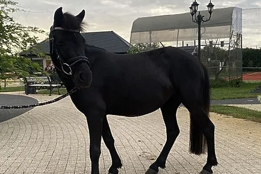 Sprzedam 3 letniego kuca Kelly, Zachodniopomorskie, Goleniów