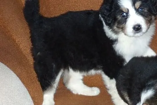 Berneński Pies Pasterski- Suczki