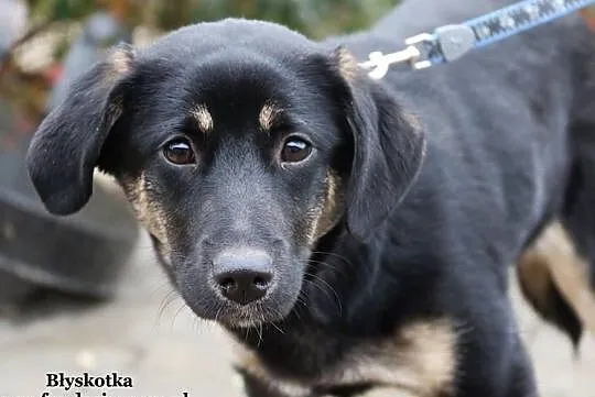 Błyskotka - młodziutka sunia, Mazowieckie, Nowy Dwór Mazowiecki