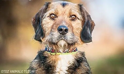 OTOZ Animals - Hanter - wesoły, kochany i energicz