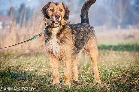 OTOZ Animals - Hanter - wesoły, kochany i energicz