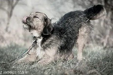 OTOZ Animals - Hanter - wesoły, kochany i energicz