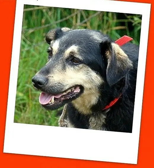 14kg,średni,łagodny,przyjazny piesek Łapek.ADOPCJA