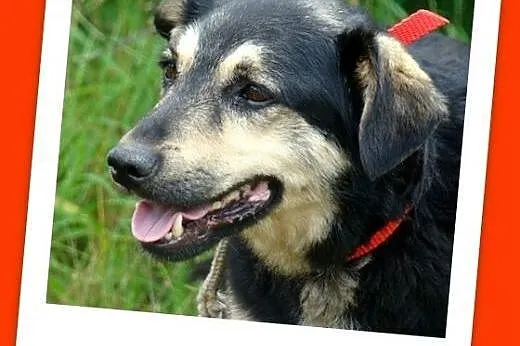 14kg,średni,łagodny,przyjazny piesek Łapek.ADOPCJA, śląskie Katowice