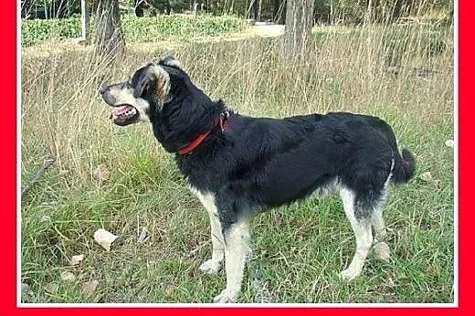 14kg,średni,łagodny,przyjazny piesek Łapek.ADOPCJA