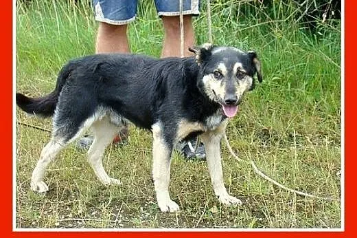 14kg,średni,łagodny,przyjazny piesek Łapek.ADOPCJA