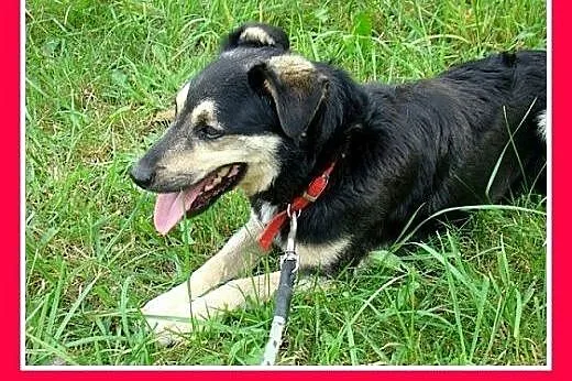 14kg,średni,łagodny,przyjazny piesek Łapek.ADOPCJA