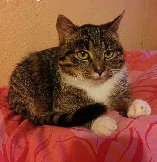 Kocur Ziutek puchata kocia przylepka i miziak szuk