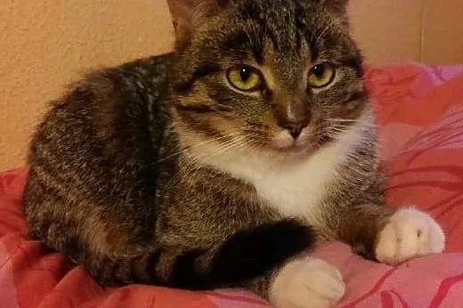 Kocur Ziutek puchata kocia przylepka i miziak szuk