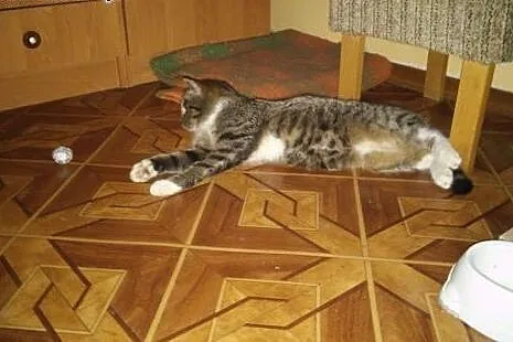 Kocur Ziutek puchata kocia przylepka i miziak szuk
