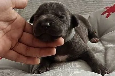 Amstaff Szczeniąta Blue, Łódzkie, Strzałków