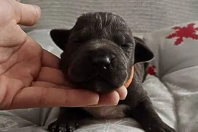 Amstaff Szczeniąta Blue, Łódzkie, Strzałków