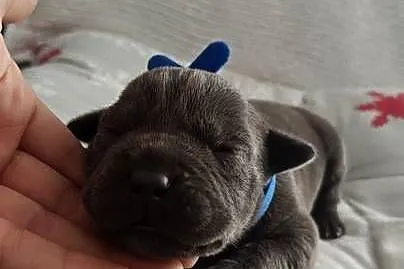 Amstaff Szczeniąta Blue, Łódzkie, Strzałków