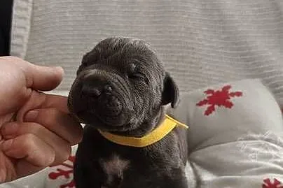 Amstaff Szczeniąta Blue, Łódzkie, Strzałków