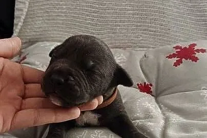 Amstaff Szczeniąta Blue, Łódzkie, Strzałków