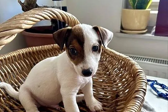 Rasowy Jack Russell Terrier ARTHOR z rodowodem OSPiK