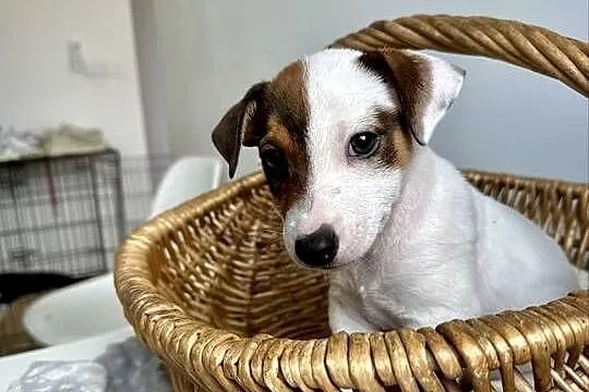 Rasowy Jack Russell Terrier ARTHOR z rodowodem OSPiK, Wielkopolskie, Poznań
