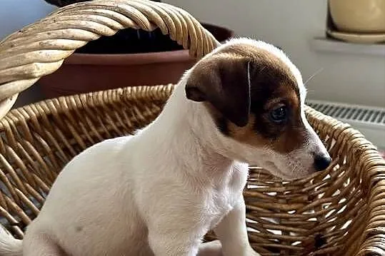 Rasowy Jack Russell Terrier ARTHOR z rodowodem OSPiK, Wielkopolskie, Poznań