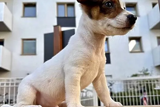 Rasowy Jack Russell Terrier ARTHOR z rodowodem OSPiK, Wielkopolskie, Poznań