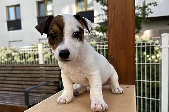 Rasowy Jack Russell Terrier ARTHOR z rodowodem OSPiK, Wielkopolskie, Poznań