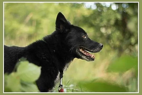 3 lata,11 kg,sympatyczny,grzeczny psiak ŁASUCH_Adopcja_