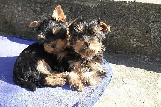 York śliczne maleńkie yorki