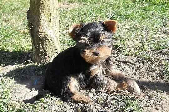 York śliczne maleńkie yorki