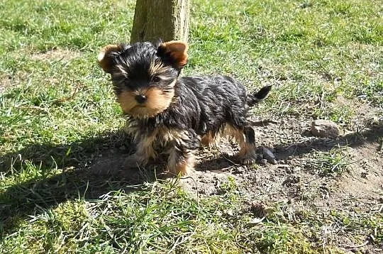 York śliczne maleńkie yorki