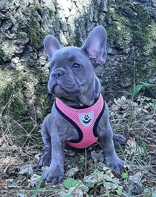 Buldog francuski dziewczynka, Łódzkie, Pabianice