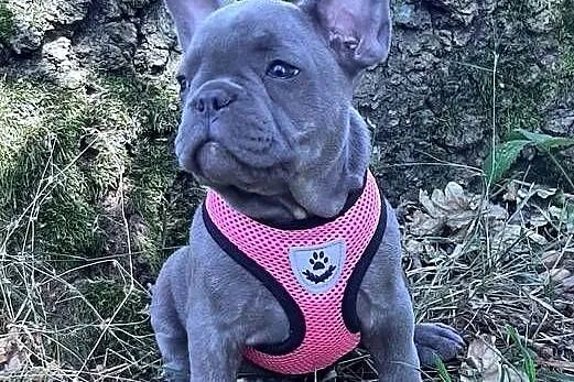 Buldog francuski dziewczynka, Łódzkie, Pabianice