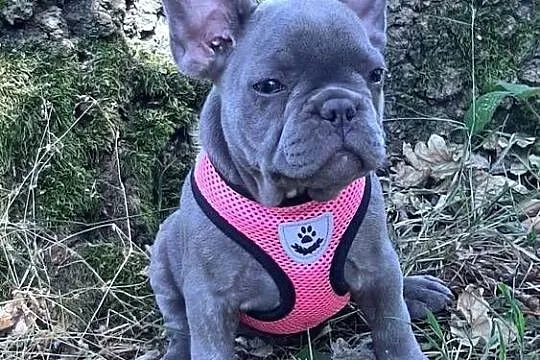 Buldog francuski dziewczynka, Łódzkie, Pabianice