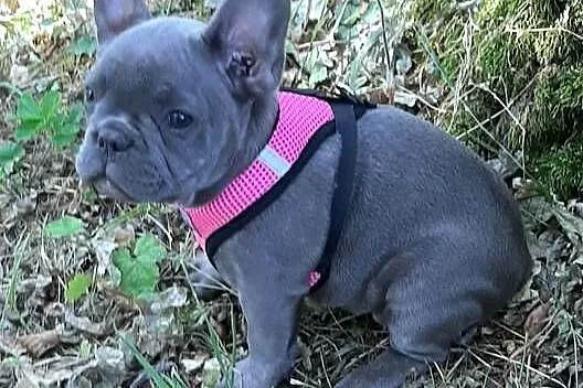 Buldog francuski dziewczynka, Łódzkie, Pabianice
