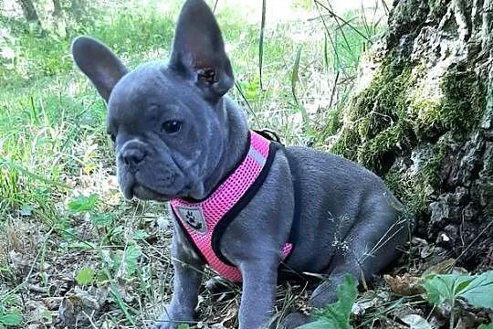 Buldog francuski dziewczynka, Łódzkie, Pabianice