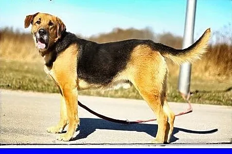 Dziecio, koto i psiolubny, w typie ogara, 30 kg, ks zdrowia, ADOPCJA ,  mazowieckie Warszawa