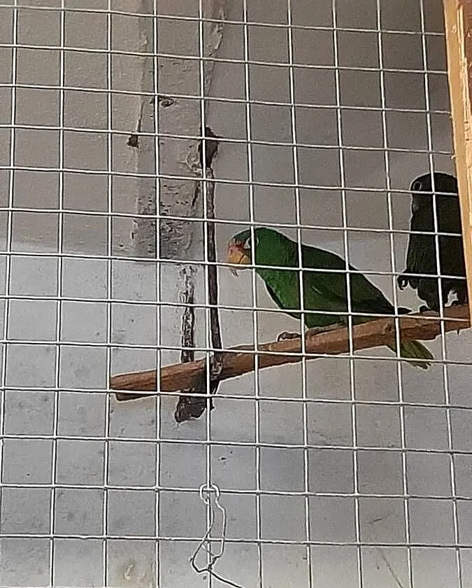 Amazonki białoczelne (albifrons) 24r, Małopolskie, Skała
