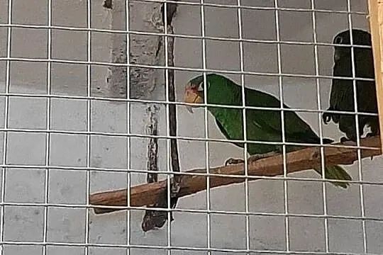 Amazonki białoczelne (albifrons) 24r, Małopolskie, Skała