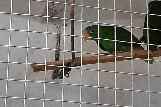 Amazonki białoczelne (albifrons) 24r, Małopolskie, Skała