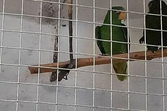 Amazonki białoczelne (albifrons) 24r, Małopolskie, Skała